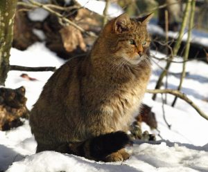 De Felis_silvestris_Kočka_divoká_ZOO_Děčín.jpg: Alena Houškováderivative work: TimVickers (talk) - Felis_silvestris_Kočka_divoká_ZOO_Děčín.jpg, CC BY-SA 3.0, https://commons.wikimedia.org/w/ind